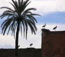 Storks on Medina Wall * Several storks and a nest on a medina wall in Marrakech.  The storks migrate here in the winter where the weather is more moderate than northern Europe. * 576 x 503 * (113KB)